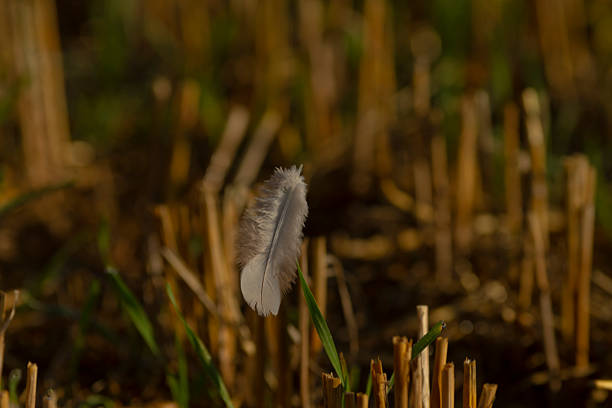 Suiriri-Cavaleiro Bird