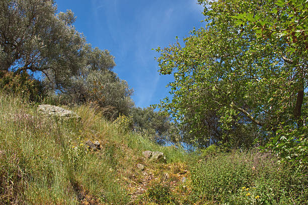 Nature in the mountains of Cantabria. Spain