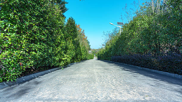 Pedestrian walkway through the lush green garden