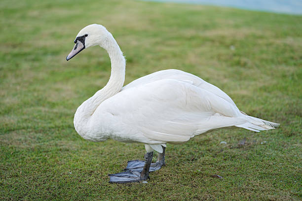 White swan walking around on the grass.