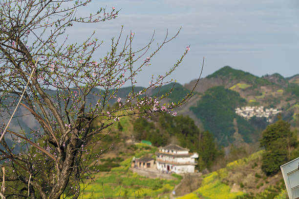 Cherry blossoms In Spring,China,Asia.