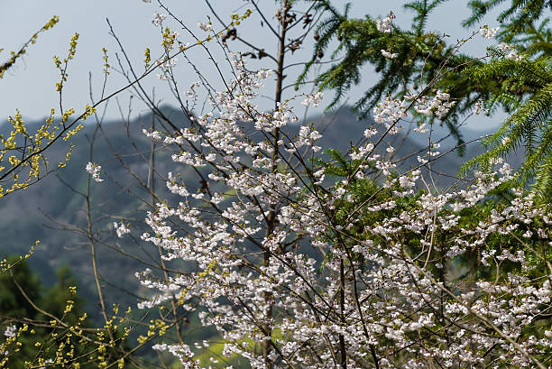 Cherry blossoms In Spring,China,Asia.