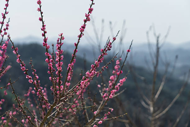 In Japan, plum blossoms bloom during the chilly season before the warmth of spring arrives.