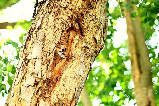 istock Wasp Guarding Nest on Tamarind Tree Branch 2258774700