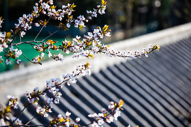 Pink flowers on the tree, with rooftops in the background.