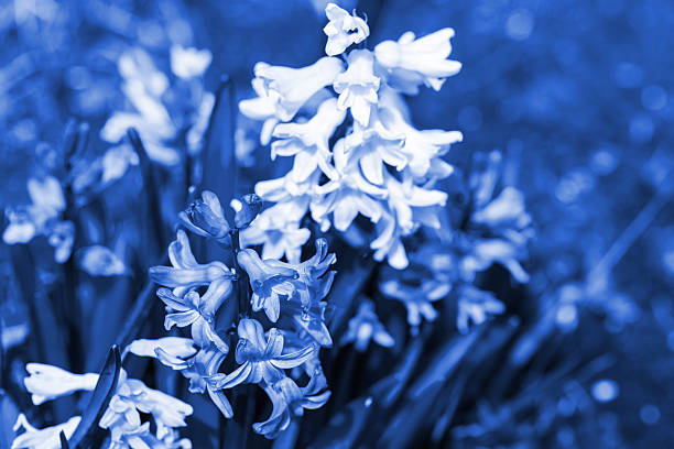 Hyacinths flowers, blue toned  macro photo. Hyacinthus is a small genus of bulbous, fragrant flowering plants