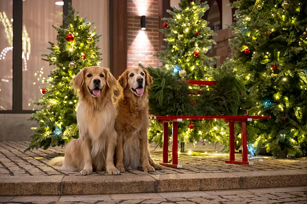 Golden Retriever Puppy with her Golden Retriever Mum