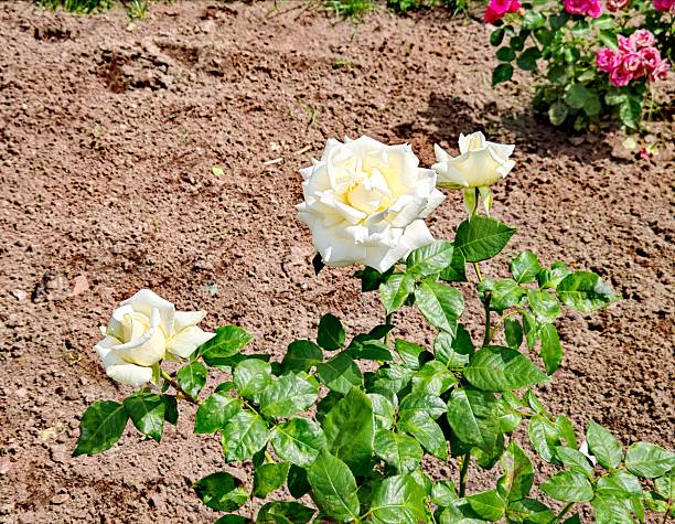 Close-up of a white rose in full bloom during spring, set against softly blurred background. Emphasizes the rose's deep, rich color and elegance. Perfect for romantic and floral themes