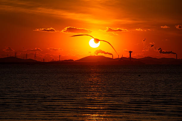 Tranquil scene with seagull flying at sunset,South Korea