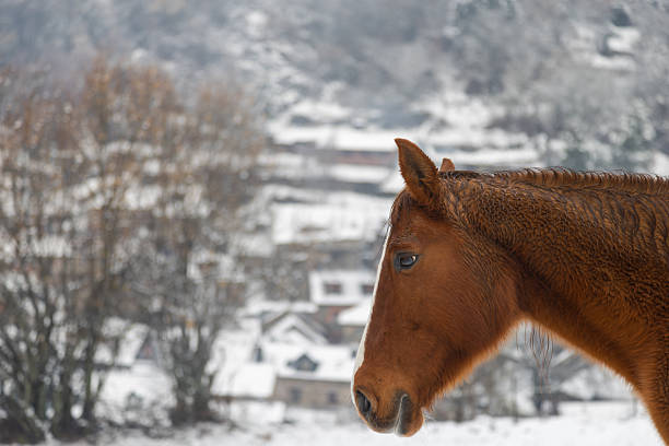 horse stands on a snowy field and looks at the camera, winter activities, holidays