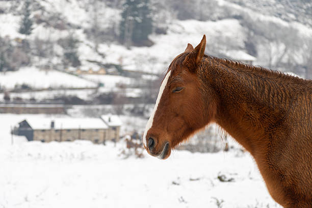A soulful close-up of two harnessed horses—one chestnut with a white blaze and one dapple grey—standing together in a snowy environment. The image highlights the rustic leather and rope bridles and the frost-dusted muzzles of the animals, set against a soft-focus background of a village building and wrought-iron fence.