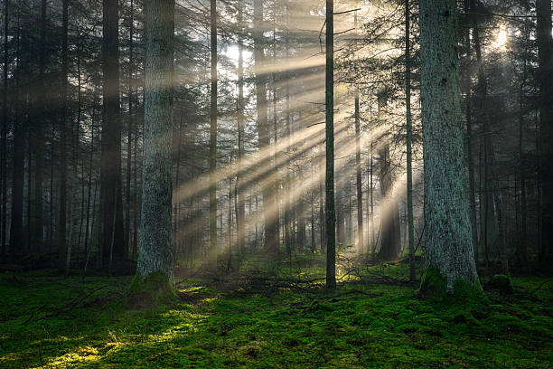 istock Sunny morning in the green forest 2258788393