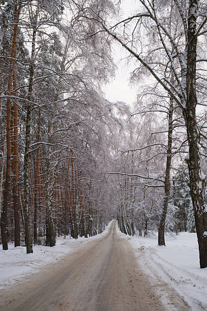 This peaceful winter scene features a pristine snowy path bordered by magnificent, ice-laden trees.