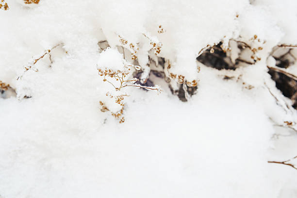 Thick pristine white snow beautifully blankets delicate dried plants and branches during a cold winter day