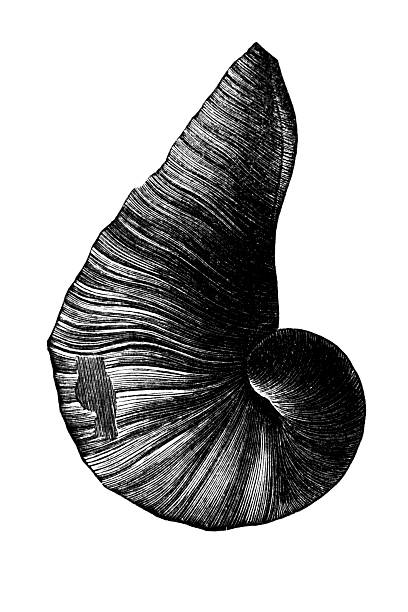 Caprina Aguilloni fossil chalk formation