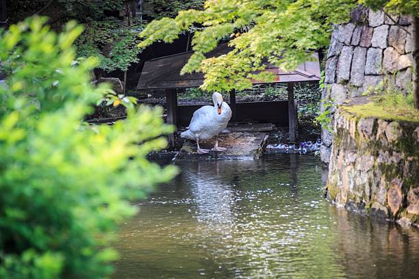 Japan Travel