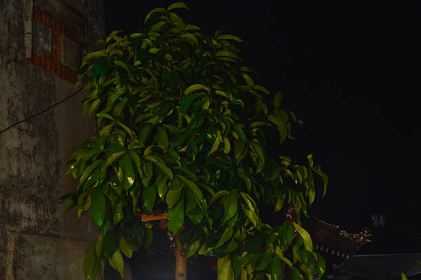 A close-up view of vibrant, glossy green leaves reflecting light from a source below, set against a dark night sky and a weathered concrete building wall in a residential backyard.