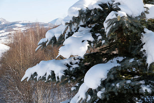 Snow-covered evergreen fir tree standing outdoors in a winter mountain landscape under a clear blue sky. Natural seasonal scene symbolizing winter, cold weather, Christmas, and alpine nature.