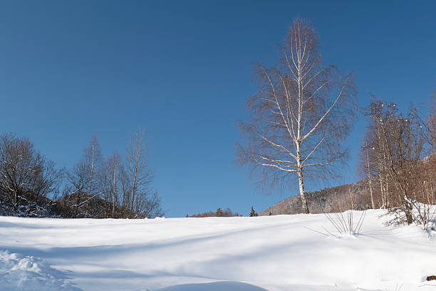 Birch tree in the snow