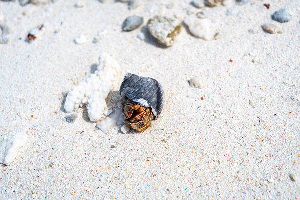 Sand crabs that live on the sandy beaches of Kumejima