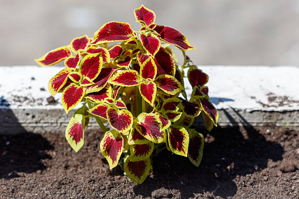 A small plant with red and yellow leaves. The leaves are curled up. The plant is in a pot