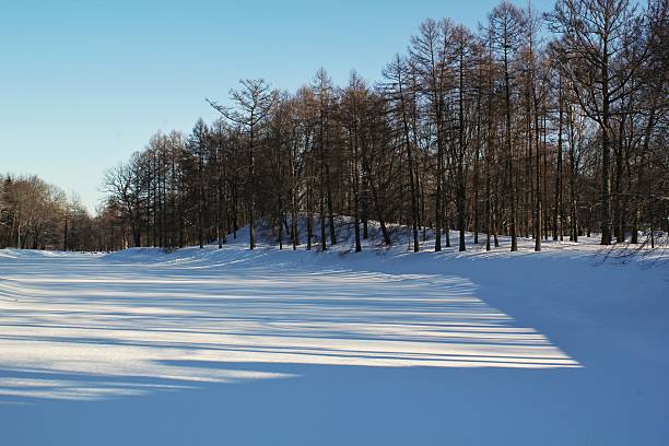 Wide horizontal view of a bright snow-covered open field with long blue tree shadows in the foreground, bordering a dense line of bare deciduous winter forest under a clear blue sky