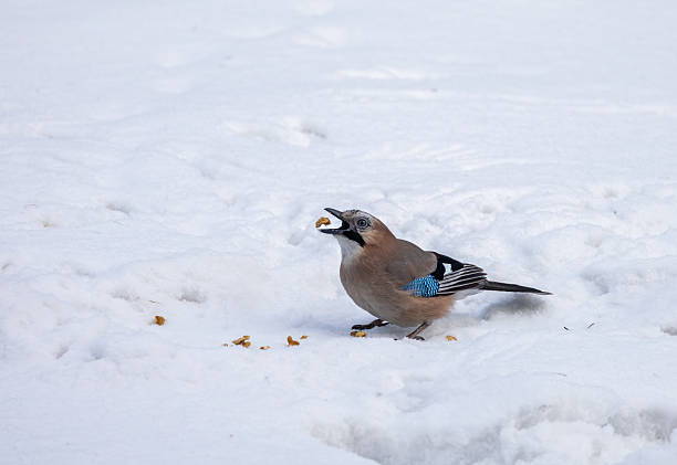 A jay with a walnut