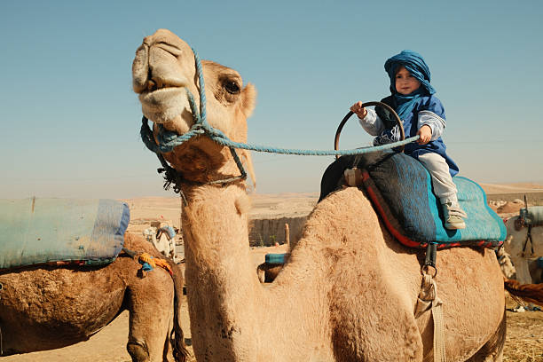 Child in traditional blue clothing and turban sitting on a camel with a saddle in a desert environment in Morocco