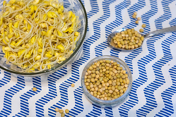 Soybean sprout is a culinary vegetable grown by sprouting soybeans. High quality photo