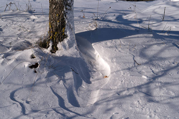 partial view of a tree trunk in the snow