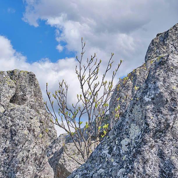 Photo of mountain top on beautiful day taken on Serbian mountain