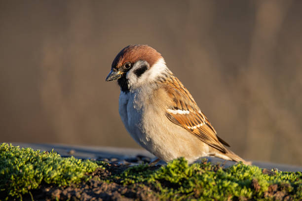 Eurasian Tree Sparrow (Passer montanus) sitting on green moss in sunlight, wildlife