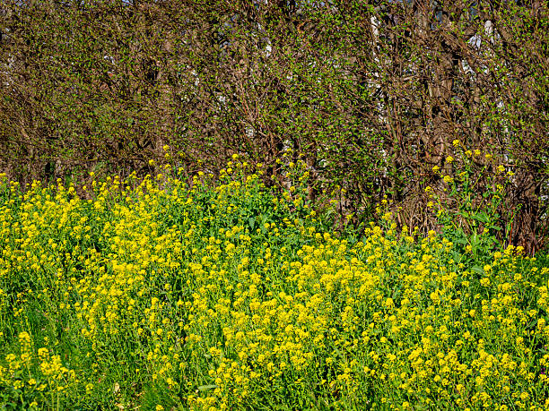 Abundant bright yellow rapeseed flowers blooming in a vibrant field with fresh green leaves on shrubs in the background, signaling spring