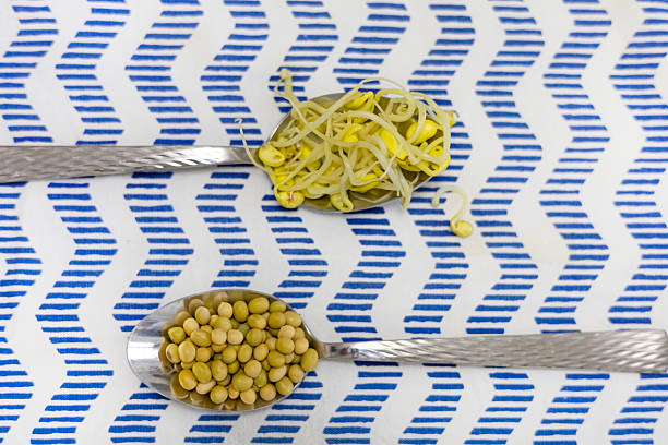 Soybean sprout is a culinary vegetable grown by sprouting soybeans. High quality photo