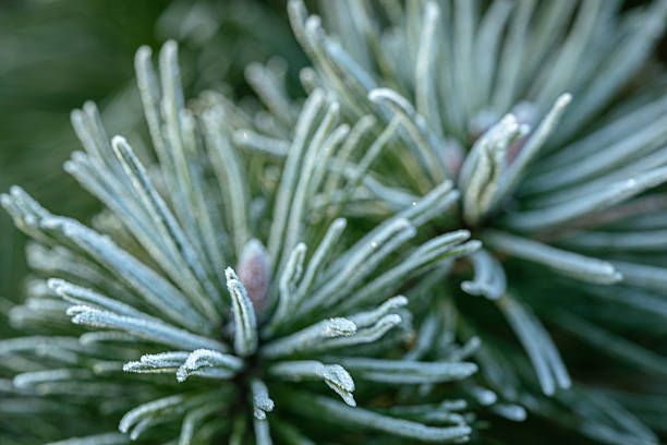 Pine needles covered with delicate hoarfrost on a cold winter day. Frost crystals emphasize the evergreen texture and natural symmetry of the branch. Ideal for winter backgrounds, seasonal designs, nature textures, and cold climate concepts.