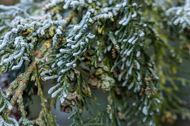 Soft close-up of evergreen branches lightly covered with frost and hoarfrost on a freezing winter morning. Subtle icy texture and muted green tones create a calm natural background suitable for winter, seasonal and nature-related designs.