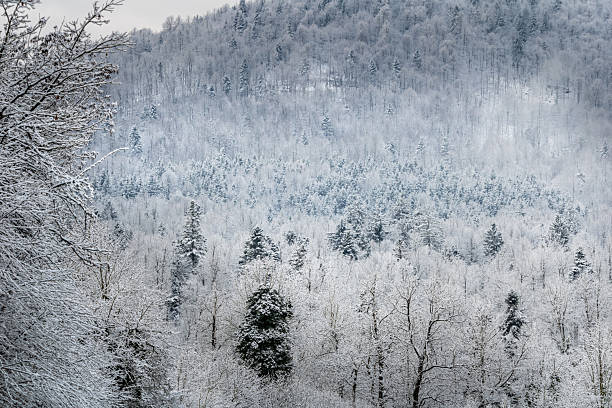 dense forest and hillside covered in fresh snow during winter, with frosted trees creating a calm natural scene that represents cold weather, seasonal change, wilderness, and peaceful outdoor environment