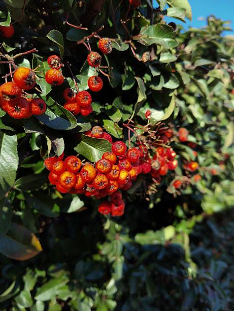 Vibrant bunches of ripe red mountain ash (rowan) berries hanging from glossy green leaves against clear blue sky, capturing peak autumn color and texture in natural close-up.