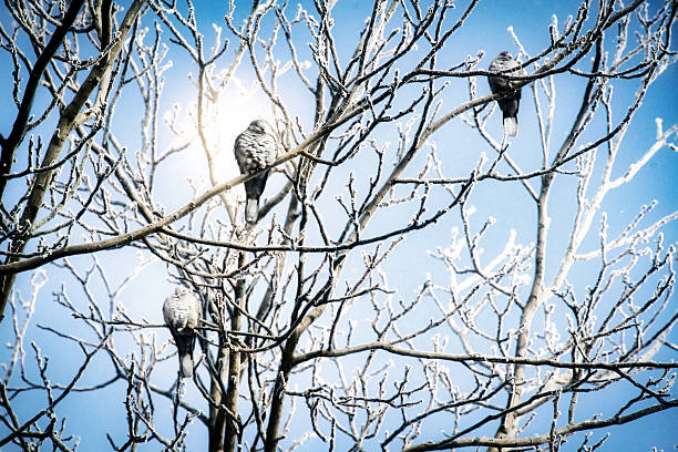 Birds perched on frosted tree branches against a clear blue sky