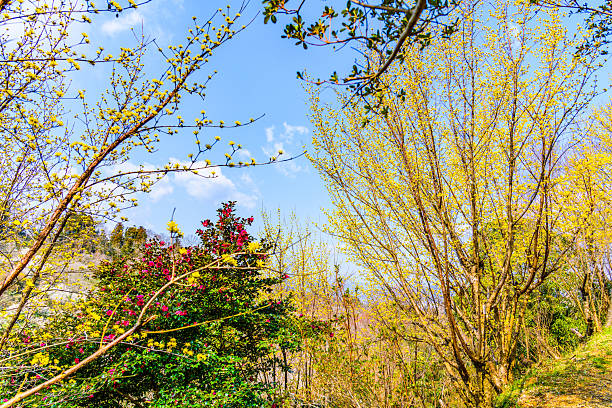 Crab apple trees on a beautiful spring day