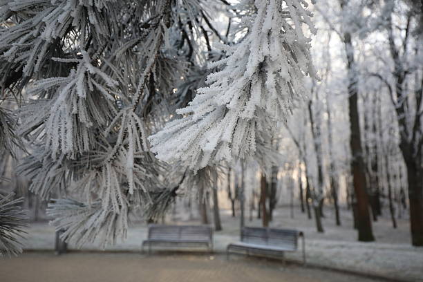 Snow covered trees in the backyard garden