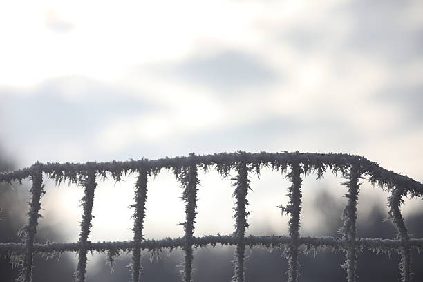 A frosty, icy morning magically adorned the trees in North Park in the capital of Bulgaria, Sofia.