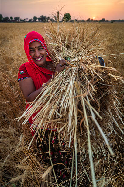 istock Indian woman carrying a wheat, India. 2258845032