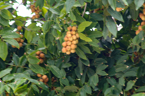 Several bunches of pitomba fruit on the plant itself, scientifically known as Talisia esculenta, in São Luís, MA, Brazil.
