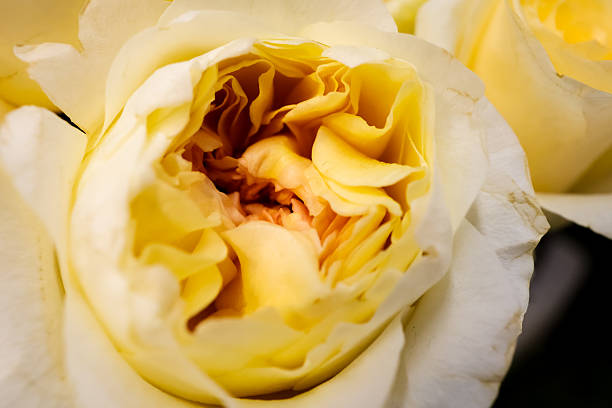 Elegant assortment of white ranunculus, dusty pink roses, and cream yellow roses with delicate petals in fresh floral display.