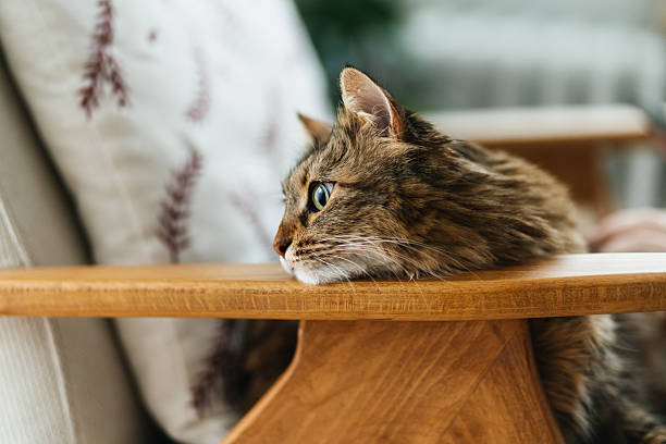 Domestic cat and dog lying on carpet in living room.