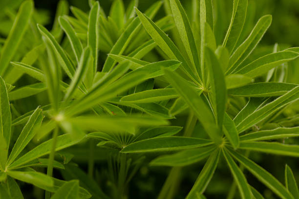 Spring green plant background suitable for design and presentations. Lupin leaves, close-up, green natural background with copy space. High quality photo