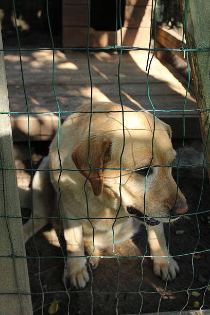 A sad light-colored dog is sitting behind a cage.