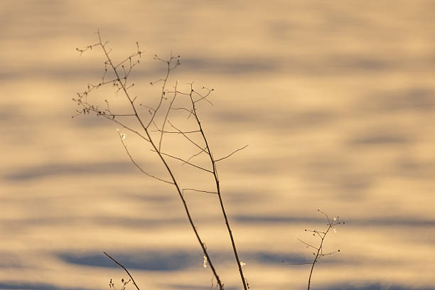 Shiny ice on a field plant on a winter sunny day