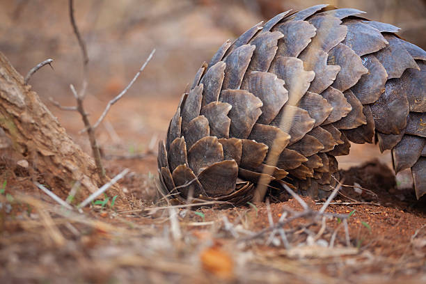 Ground pangolin (Smutsia temminckii), also known as a Cape pangolin or Temminck’s pangolin, digging in sandy soil for ants on a game reserve in Limpopo Province, South Africa. The ground pangolin is listed as vulnerable by the IUCN.